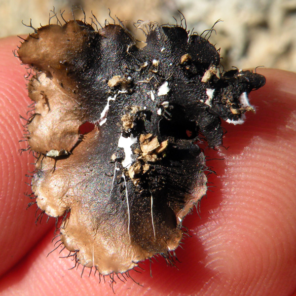 Lichen Trail in Sud Africa